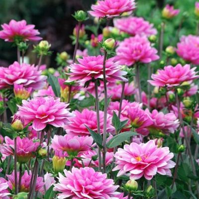 Георгина Онеста Георгина Онеста - Dolina-Sad.Ru