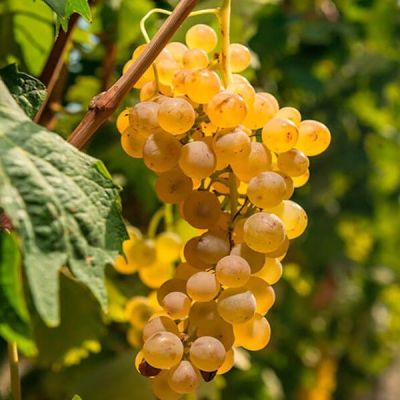 Виноград Ркацителли - Dolina-Sad.Ru