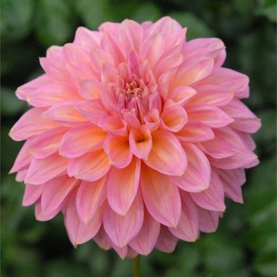 Георгина Белфлор Георгина Белфлор фото