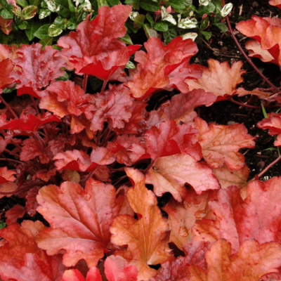 Гейхера Пич Фламбе фото