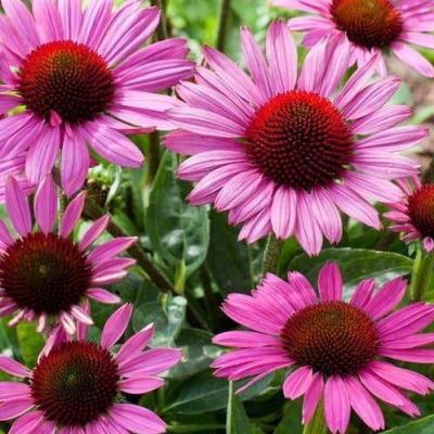Эхинацея пурпурная Перпл Эхинацея пурпурная Перпл фото