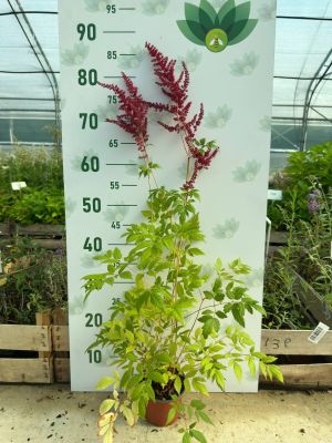 Астильба Арендса Глют Астильба Арендса Глют фото