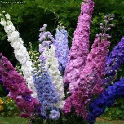 Дельфиниум Смесь Окрасок фото