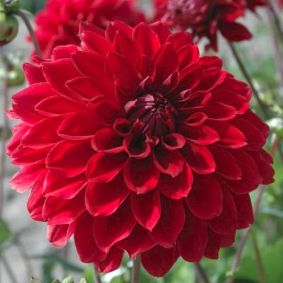 Георгина Ред Фубуки - Dolina-Sad.Ru