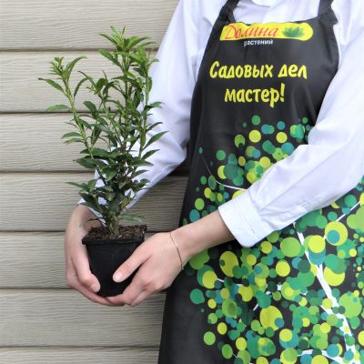 Лавровишня гибридная София Лавровишня гибридная София фото