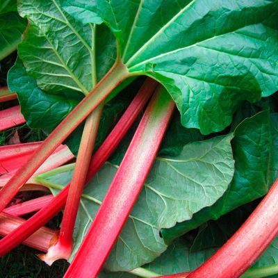 Ревень Хольштайнер Блут Ревень Хольштайнер Блут - Dolina-Sad.Ru