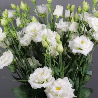 Эустома Джульетта белая F1, гранул. пробирка Эустома Джульетта белая F1, гранул. пробирка - Dolina-Sad.Ru