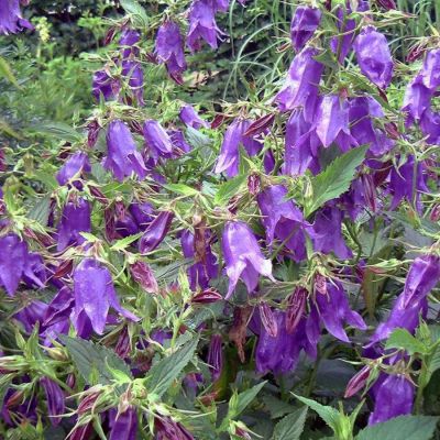 Колокольчик Кент Бель - Dolina-Sad.Ru