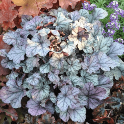 Гейхера Роуз Кварц , С1,5 Гейхера Роуз Кварц , С1,5 фото