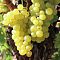 Виноград Мускат десертный Виноград Мускат десертный - Dolina-Sad.Ru