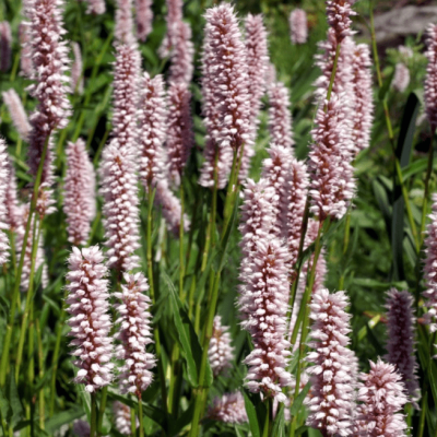 Горец живородящий , x Горец живородящий , x фото