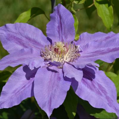 Клематис Коперник PBR Клематис Коперник PBR фото