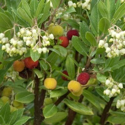 Земляничное дерево Компакта Земляничное дерево Компакта - Dolina-Sad.Ru