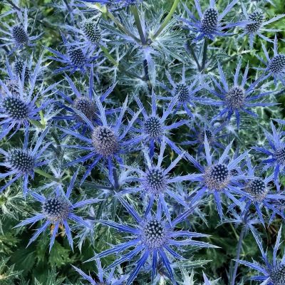 Синеголовник Биг Блю - Dolina-Sad.Ru