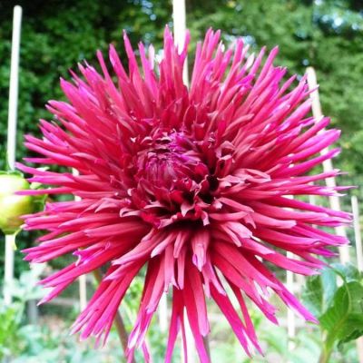 Георгина Урчин Георгина Урчин фото