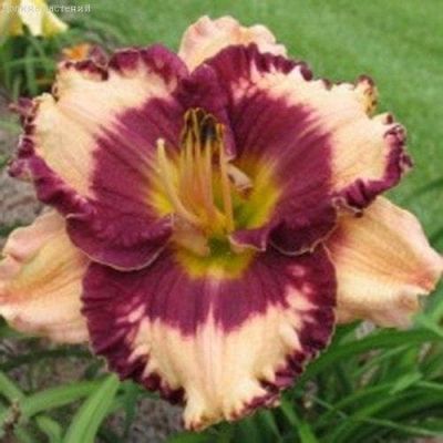 Лилейник Экзотик треже 2шт. фото