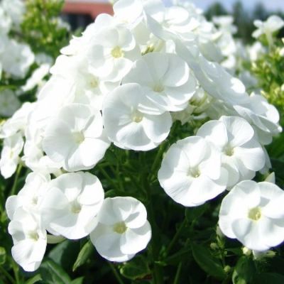 Флокс метельчатый Даниэль - Dolina-Sad.Ru