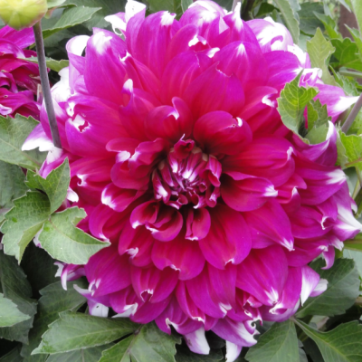 Георгина Ярра Фоллс Георгина Ярра Фоллс фото