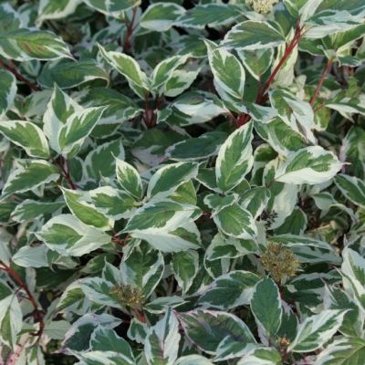 Дерен сибирский Вариегатта Дерен сибирский Вариегатта фото