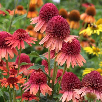 Эхинацея Каррот Кейк Эхинацея Каррот Кейк - Dolina-Sad.Ru