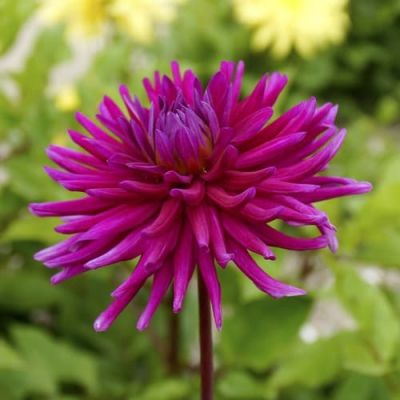 Георгина Папл Сити Георгина Папл Сити фото