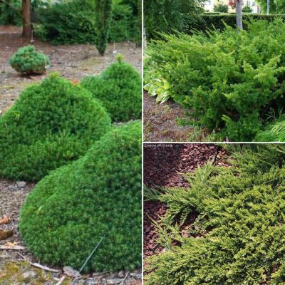 Комплект хвойных растений Для Рокария 2 Комплект хвойных растений Для Рокария 2 - Dolina-Sad.Ru