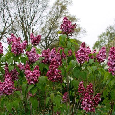 Сирень обыкновенная Князь Волконский Сирень обыкновенная Князь Волконский - Dolina-Sad.Ru