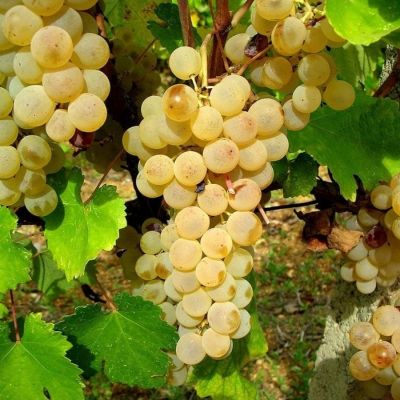 Виноград Мускат Италия - Dolina-Sad.Ru