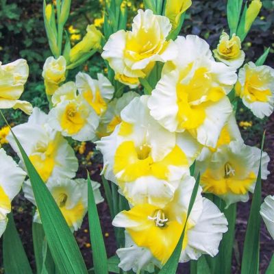 Гладиолус Багги - Dolina-Sad.Ru