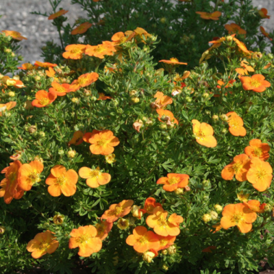 Лапчатка кустарниковая Белла Соль фото