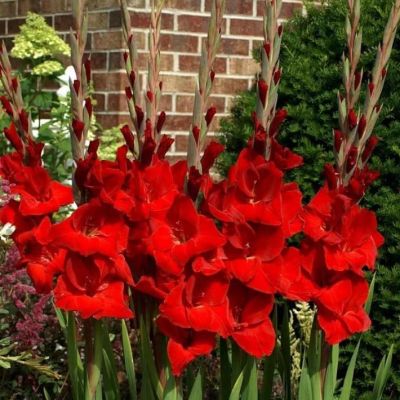 Гладиолус Оскар Гладиолус Оскар фото