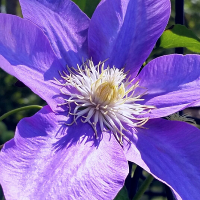 Клематис Коперник PBR Клематис Коперник PBR фото