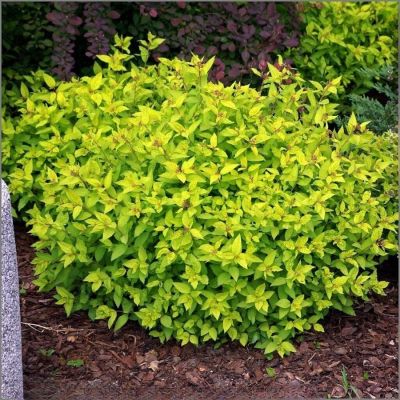 Спирея Зен Спирит Голд, С2 Спирея Зен Спирит Голд, С2 - Dolina-Sad.Ru