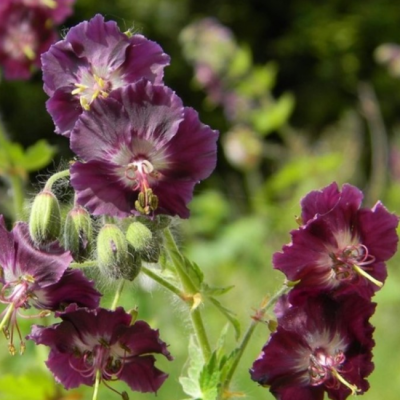 Герань тёмно-бурая Ливидум Герань тёмно-бурая Ливидум фото