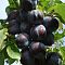 Слива Тульская Черная Слива Тульская Черная фото