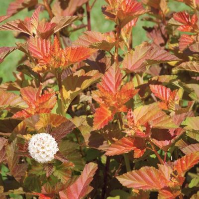 Пузыреплодник калинолистный Эмбер Джубили Пузыреплодник калинолистный Эмбер Джубили - Dolina-Sad.Ru