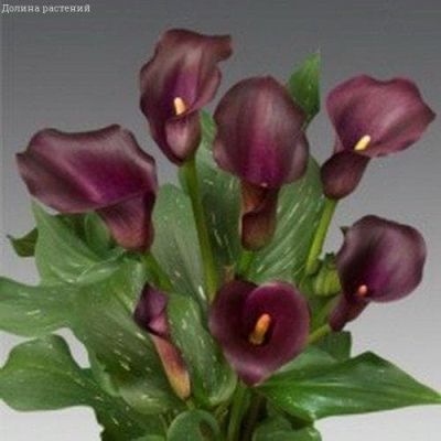 Калла Капитан Рено фото