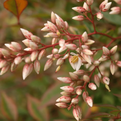 Нандина Нандина фото