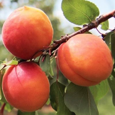 Абрикос Восторг Абрикос Восторг - Dolina-Sad.Ru