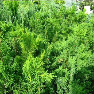 Кипарисовик туполистный Драт Кипарисовик туполистный Драт фото