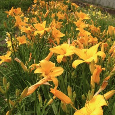 Лилейник Чикаго Санрайз - Dolina-Sad.Ru