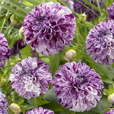 Георгина Марбл Болл Георгина Марбл Болл фото