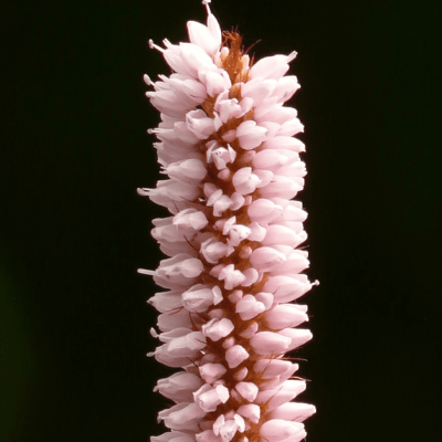 Горец живородящий , x Горец живородящий , x фото