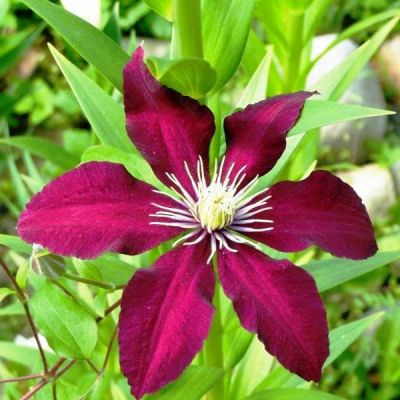 Клематис Ниобе Клематис Ниобе фото