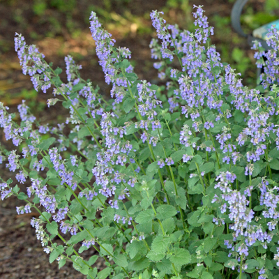 Котовник кистевидный Котовник кистевидный фото