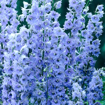 Дельфиниум Пацифик Саммер Скайс , P9 Дельфиниум Пацифик Саммер Скайс , P9 фото