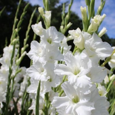 Гладиолус Полар Бир Гладиолус Полар Бир - Dolina-Sad.Ru