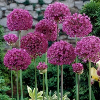 Аллиум Ред Гигант Аллиум Ред Гигант - Dolina-Sad.Ru