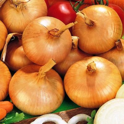 Лук Фермер ранний (репчатый) Лук Фермер ранний (репчатый) фото
