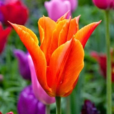 Тюльпан Баллад Оранж Тюльпан Баллад Оранж фото